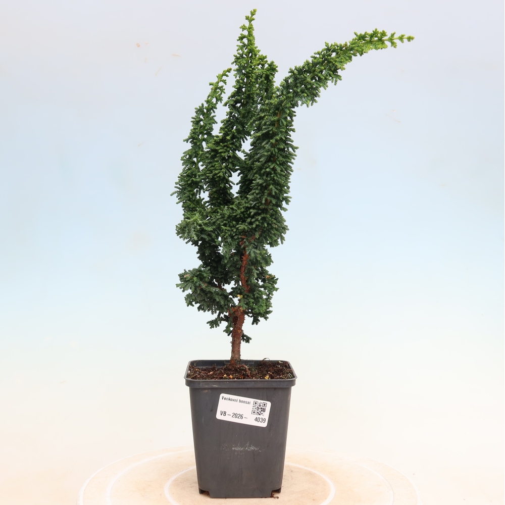 Bonsaï d'extérieur - Cham. obtusa SEKKA HINOKI - Cyprès