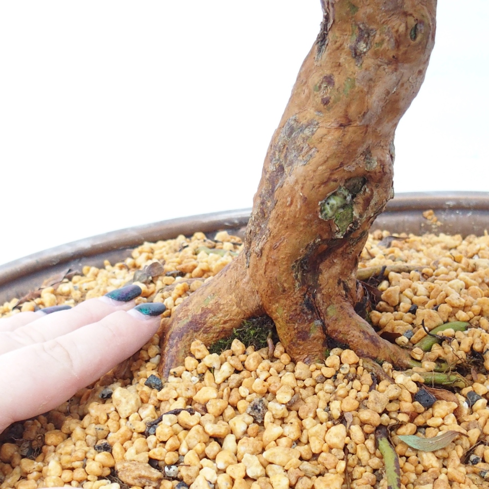 Bonsaï d'extérieur - Azalée japonaise - Azalea Hanatsuzuri