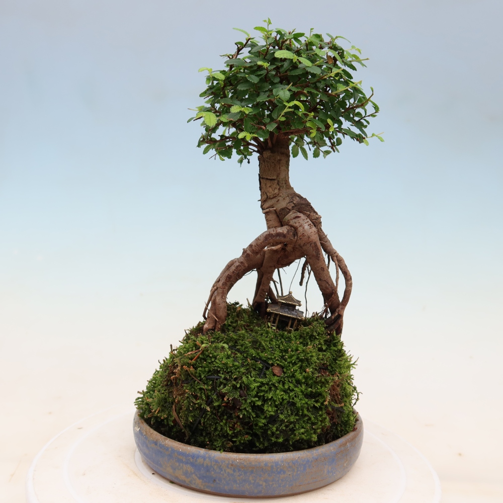 Kokedama avec soucoupe - Ulmus parvifolia - orme à petites feuilles