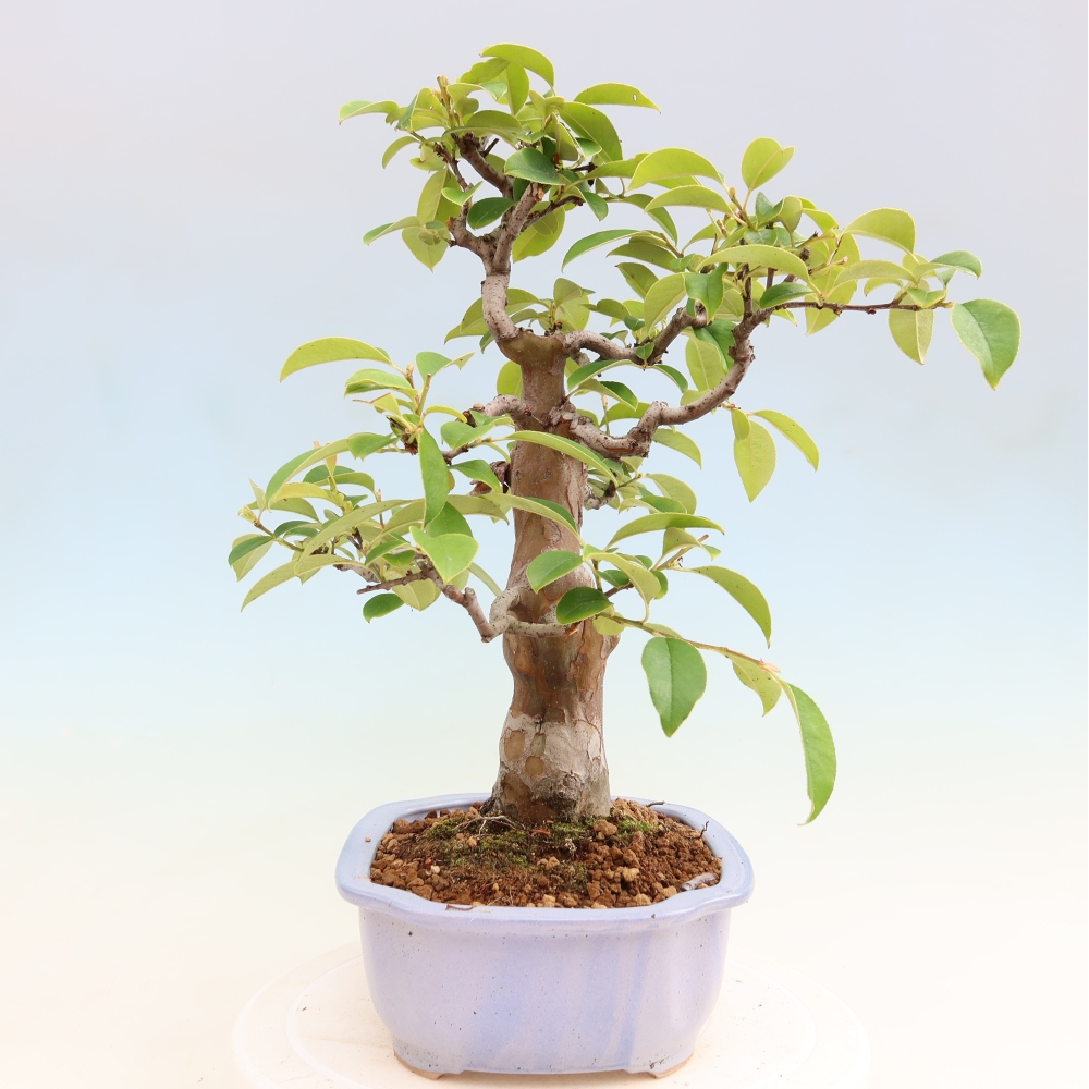Bonsaï d'extérieur - Pseudocydonia sinensis - cognassier chinois