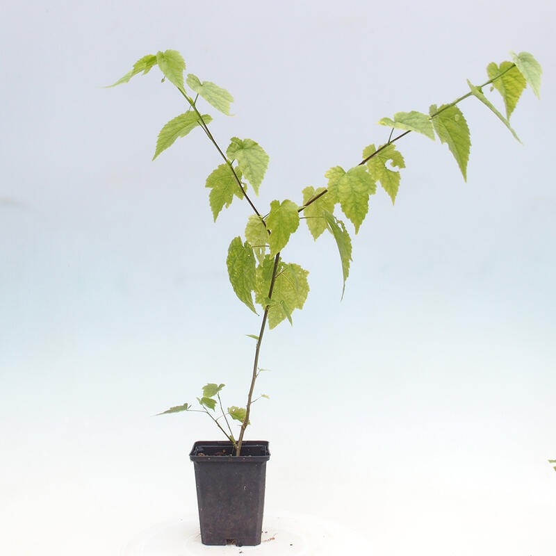 Abutilon Big Bell - Pluvier nébuleux en conteneur