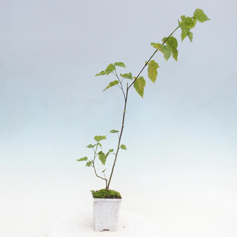 Abutilon Big Bell - Pluvier nébuleux en conteneur