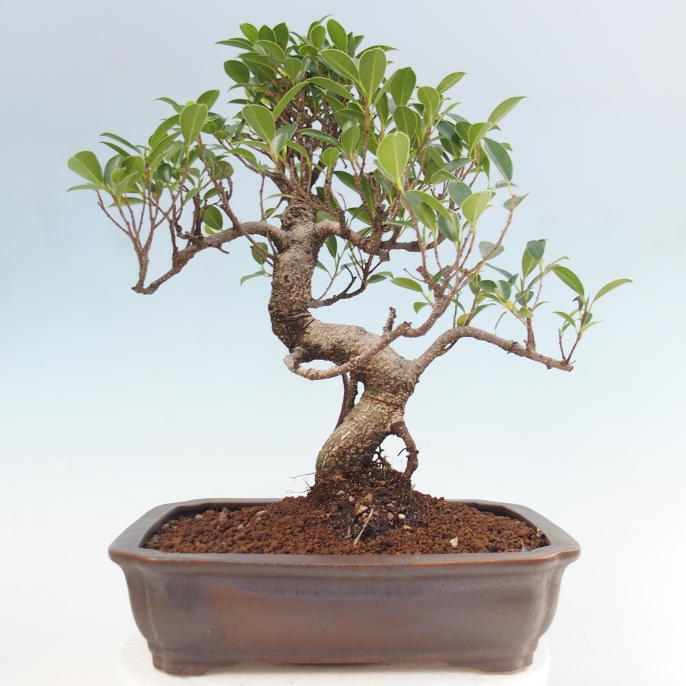 Salle bonsaï - Ficus kimmen - ficus à petites feuilles