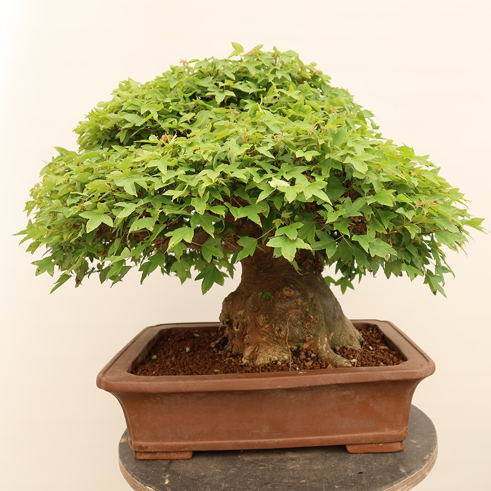 Bonsaï d'extérieur - Maple Burger - Acer Burgerianum