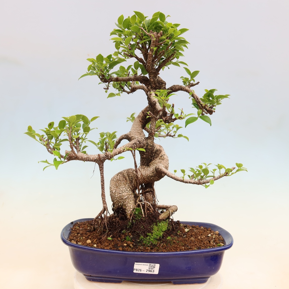 Salle bonsaï - Ficus kimmen - ficus à petites feuilles