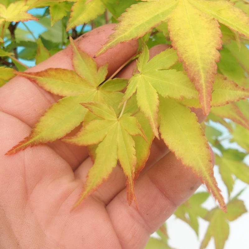 Acer palmatum Aureum - Érable doré