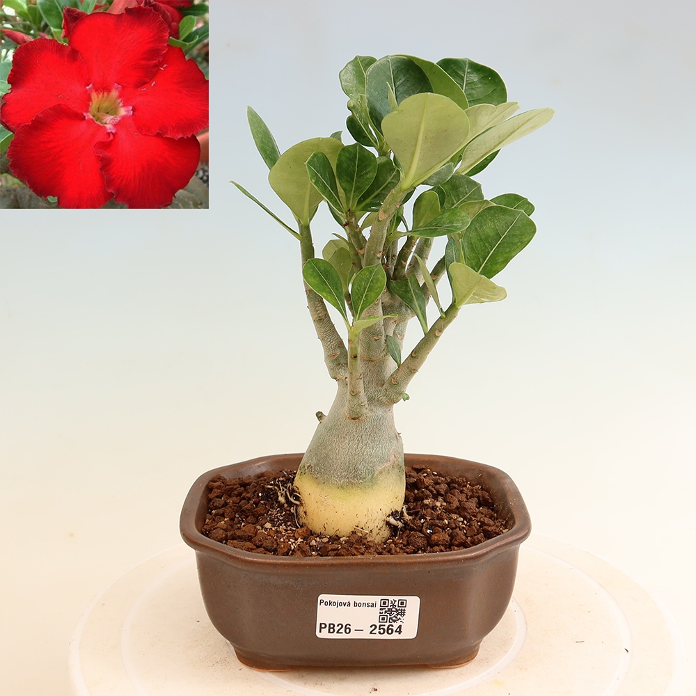 Bonsaï d'intérieur - Adenium obesum Red Star - Rose du désert