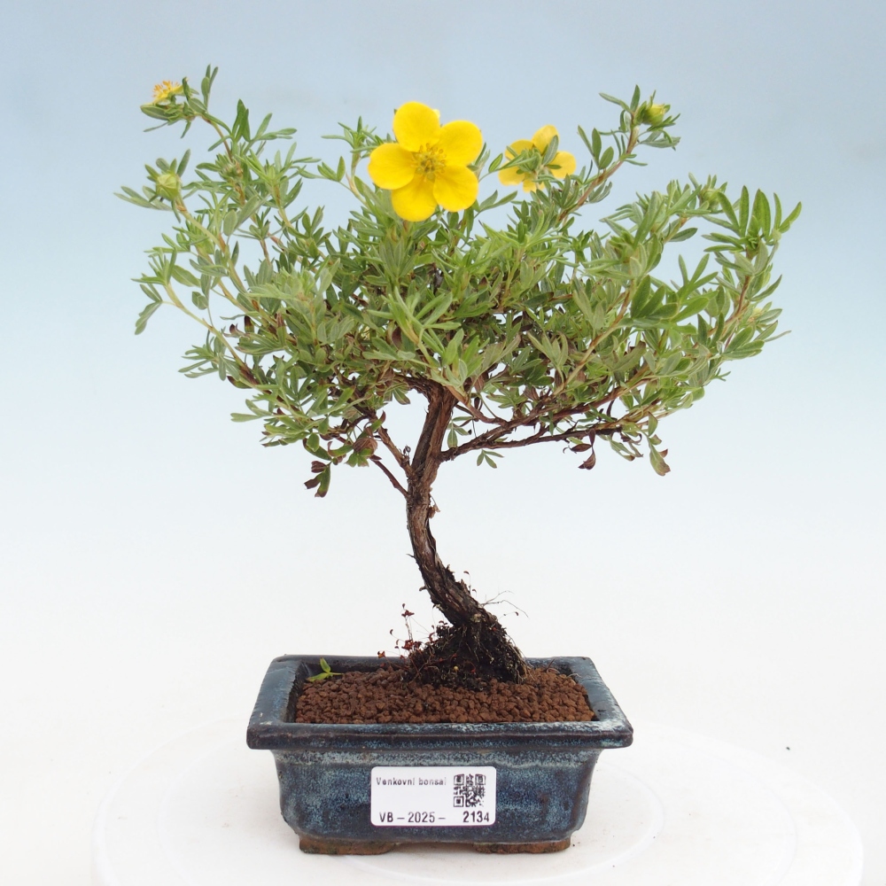 Bonsaï d'extérieur - Potentila fruticosa yellow Bird