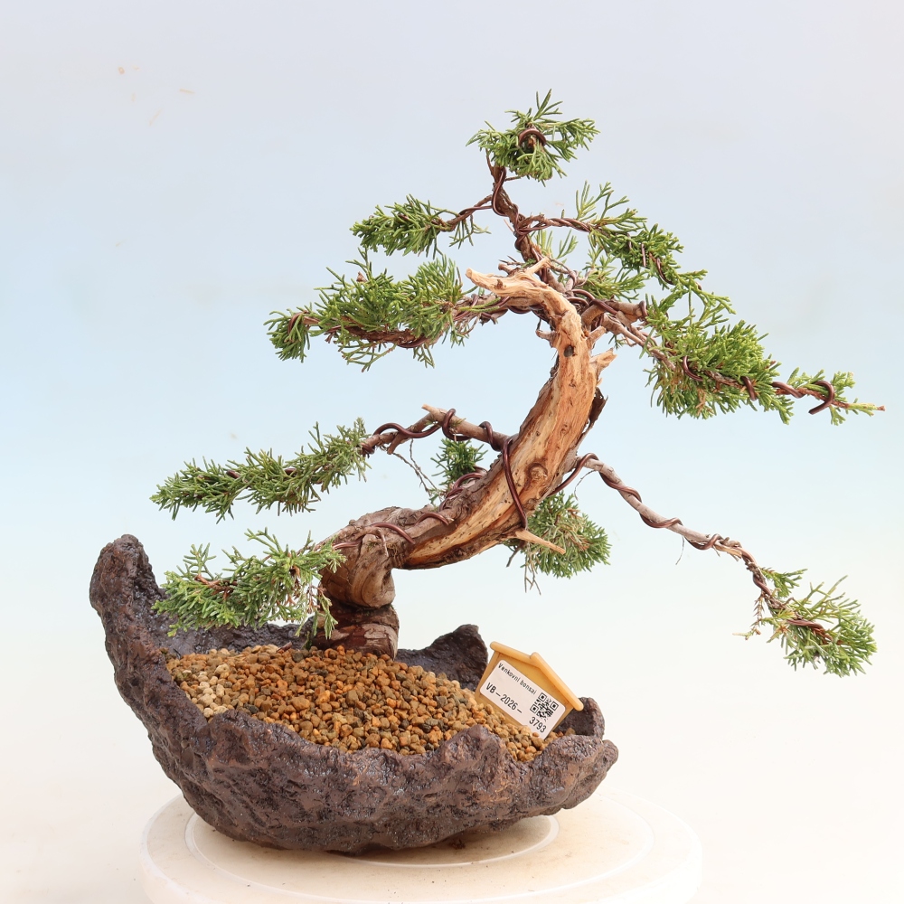 Bonsaï d'extérieur - Juniperus chinensis Itoigawa-Juniperus chinensis
