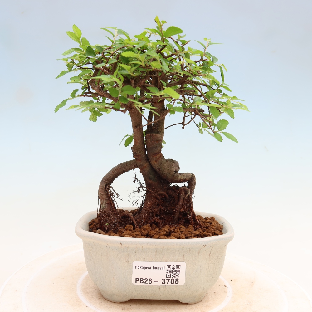 Bonsaï de chambre - Ulmus parvifolia - Orme à petites feuilles