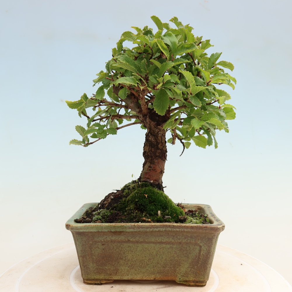 Bonsaï d'extérieur - Zelkova - Zelkova NIRE