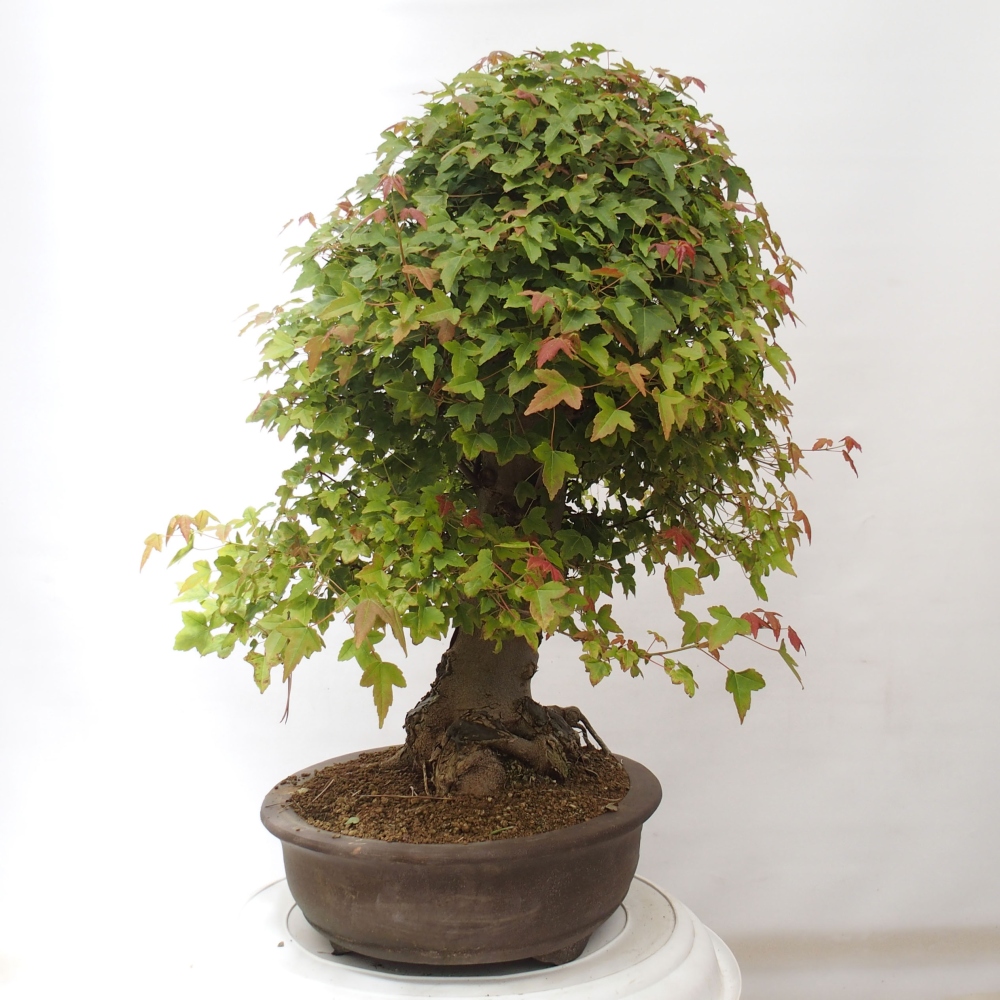 Bonsaï d'extérieur - Acer Buergerianum - Burger Maple