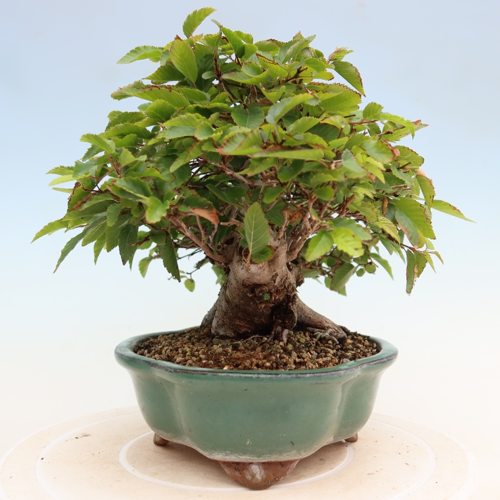 Bonsaï d'extérieur -Carpinus Coreana - Charme de Corée