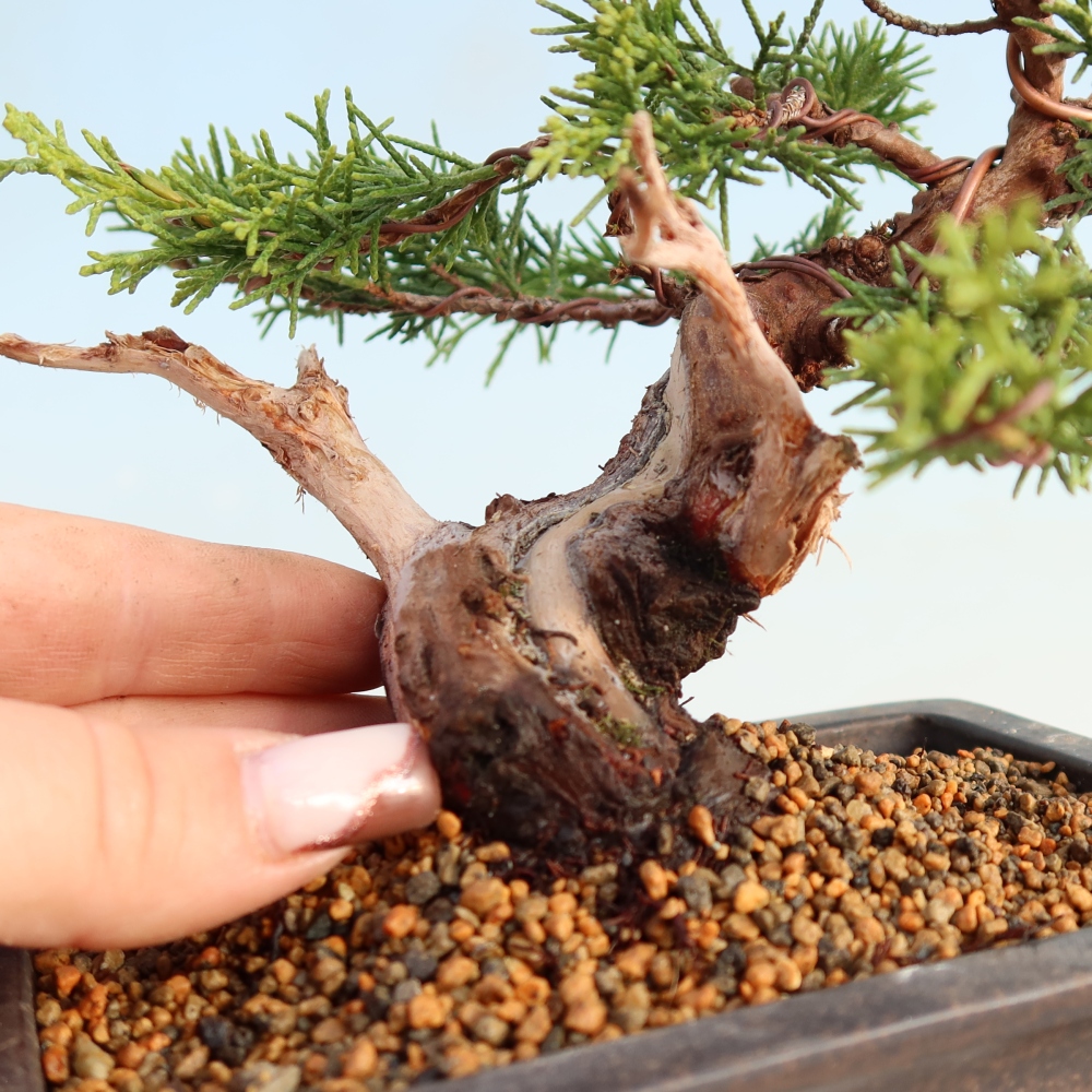 Bonsaï d'extérieur - Juniperus chinensis Itoigawa