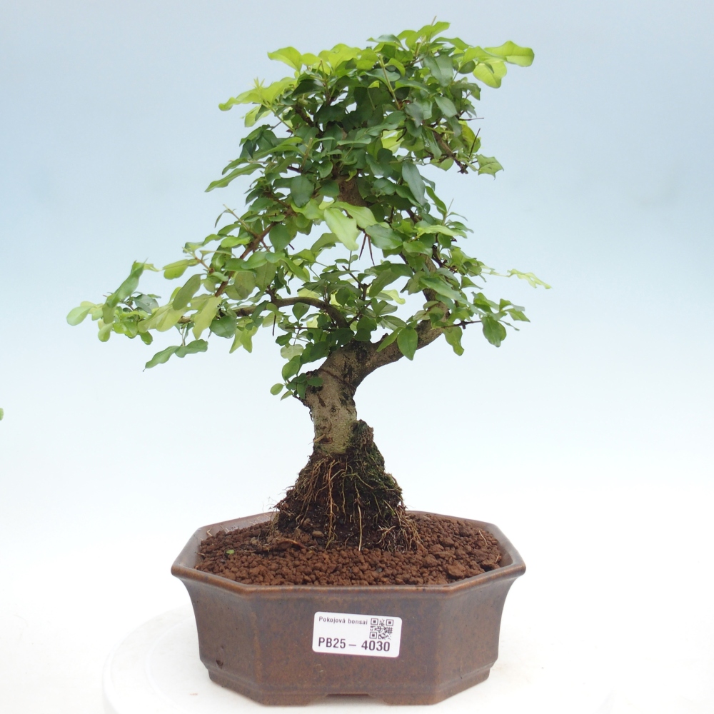 Bonsaï de chambre -Ligustrum chinensis - Bec d'oiseau