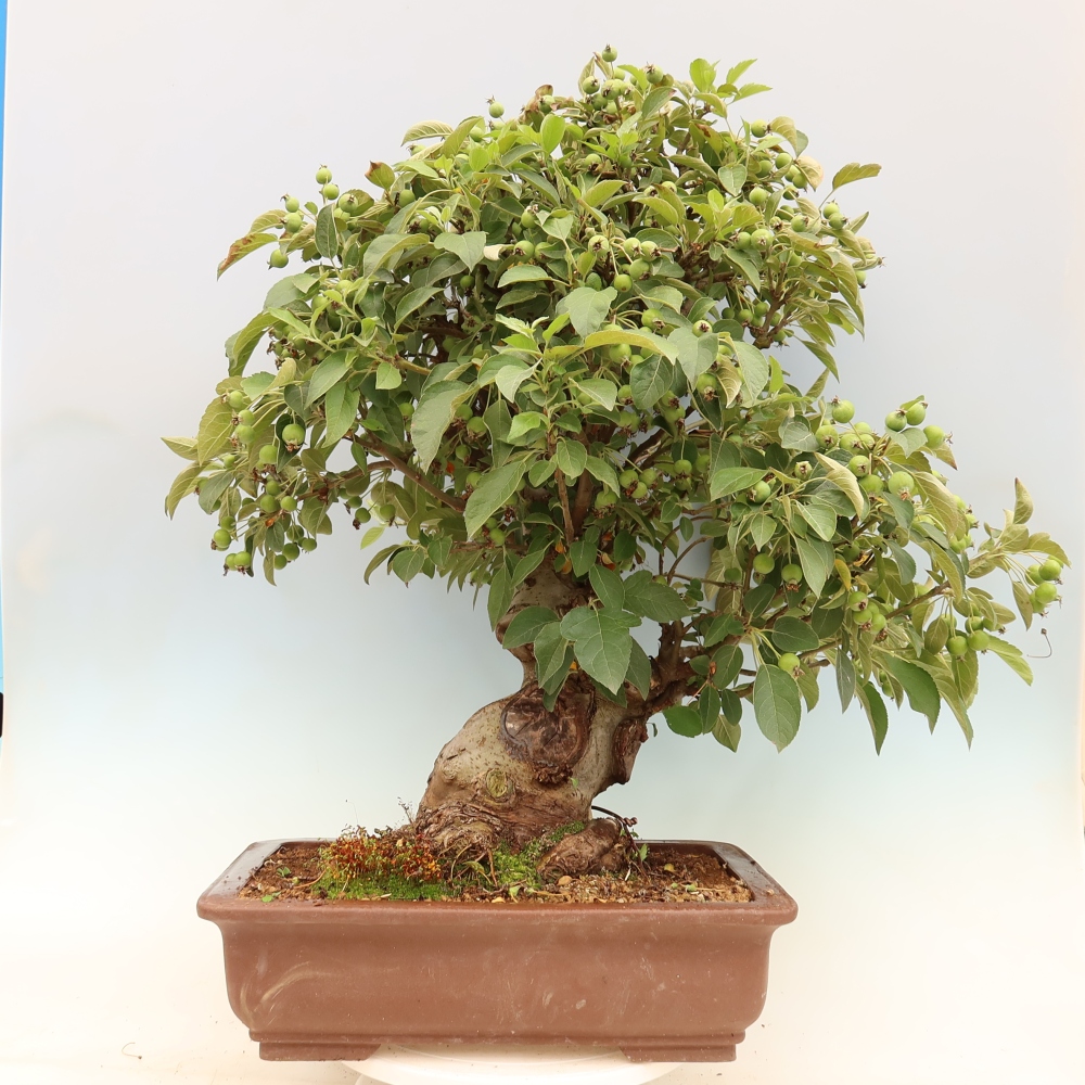 Bonsaï d'extérieur -Malus halliana - Pommier à petits fruits