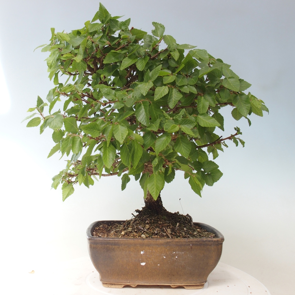Bonsaï d'extérieur -Carpinus CARPINOIDES - Charme de Corée