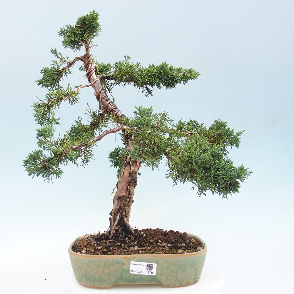 Bonsaï d'extérieur - Juniperus chinensis Kishu