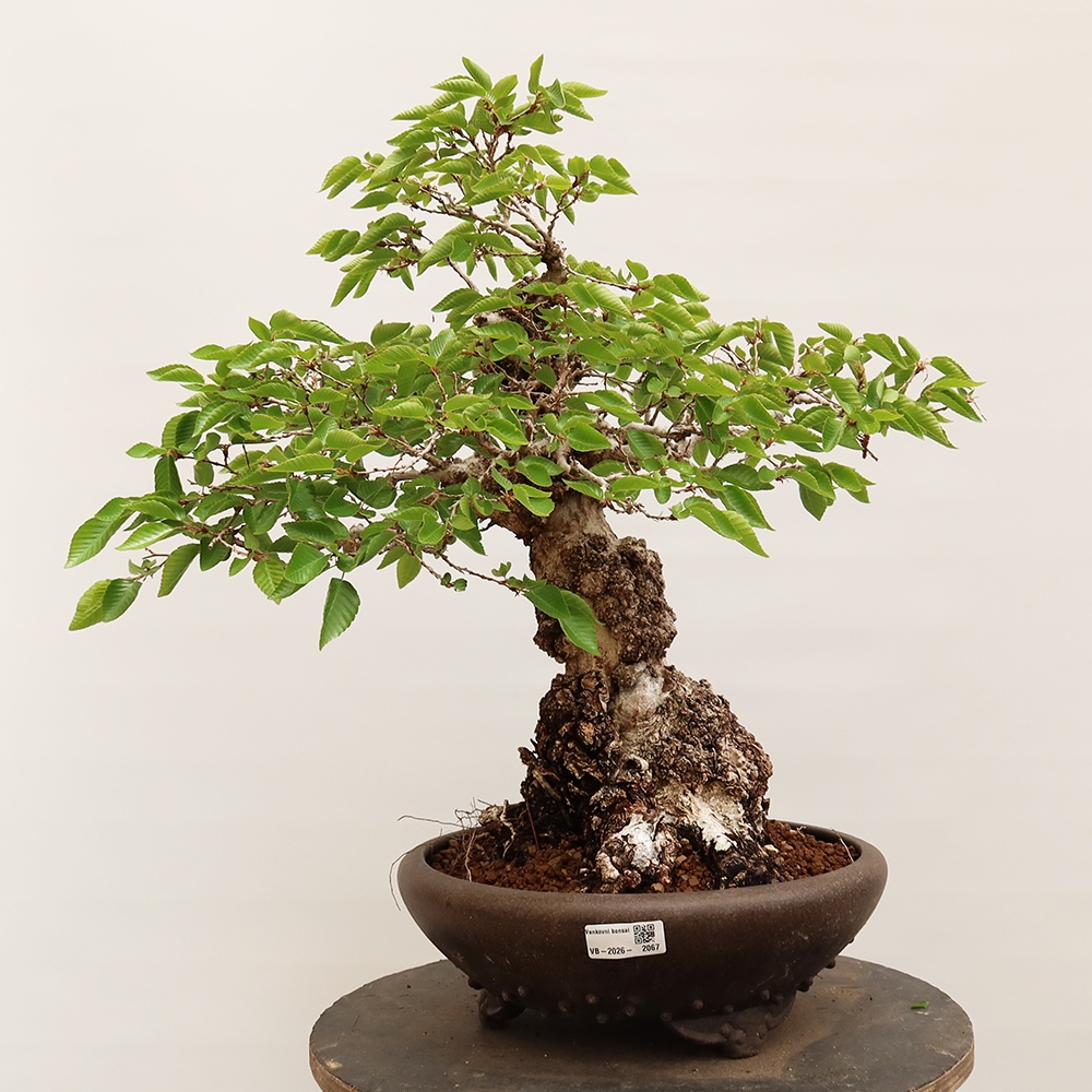 Bonsaï d'extérieur -Carpinus Coreana - Charme de Corée