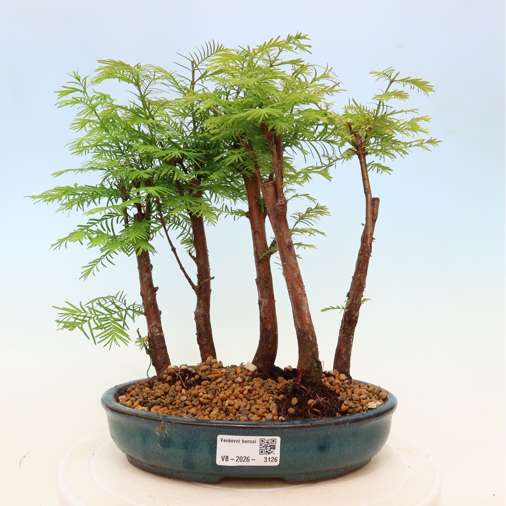 Bonsaï d'extérieur - Metasequoia glyptostroboides - Métaséquoia de Chine - petit bosquet