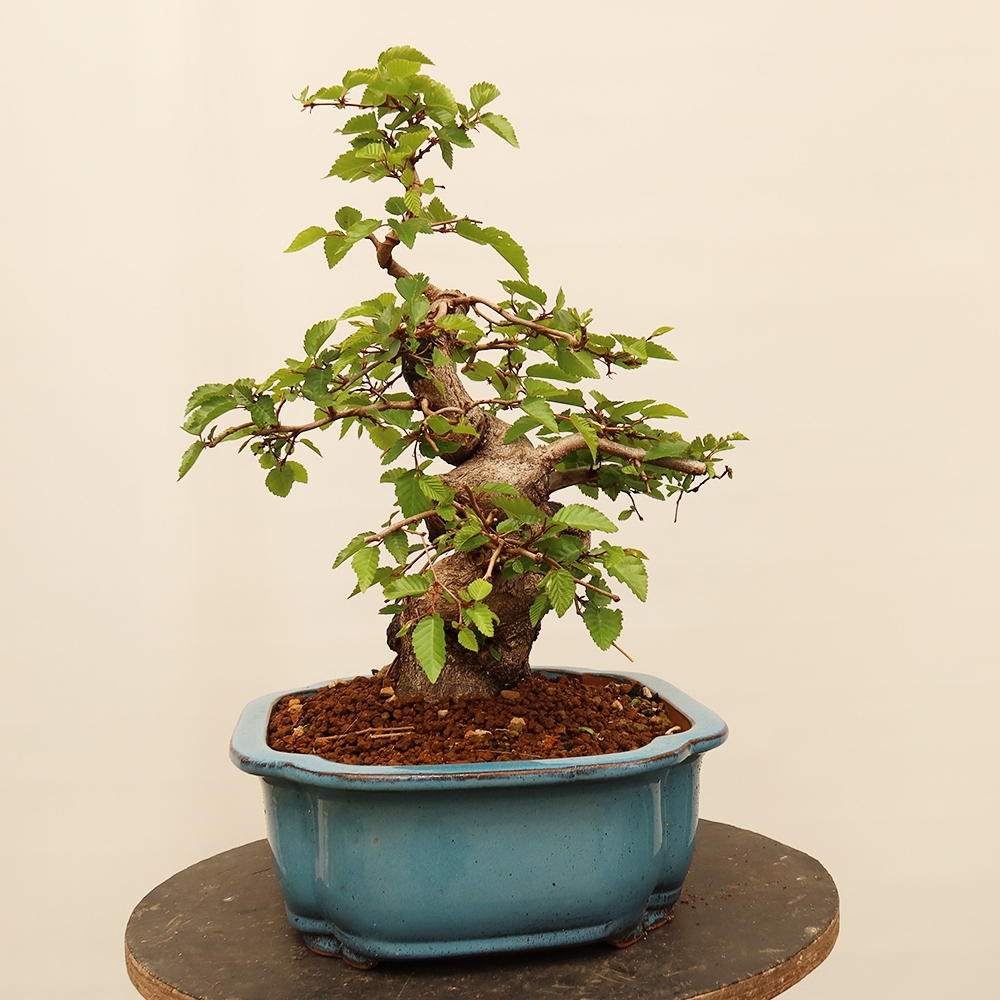 Bonsaï d'extérieur -Carpinus Coreana - Charme de Corée