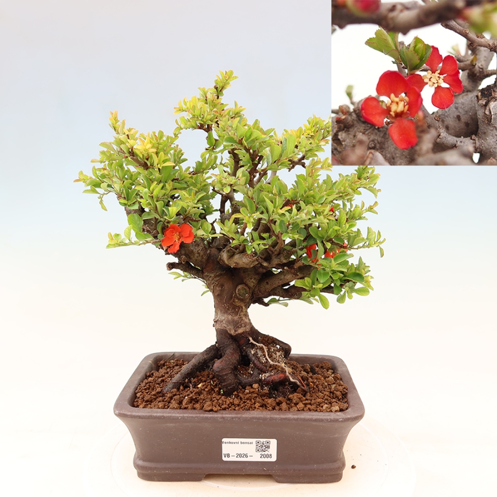Bonsaï d'extérieur - Chaneomeles speciosa Chojubai