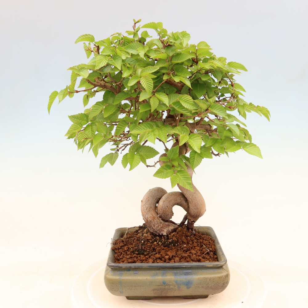 Bonsaï d'extérieur -Carpinus Coreana - Charme de Corée