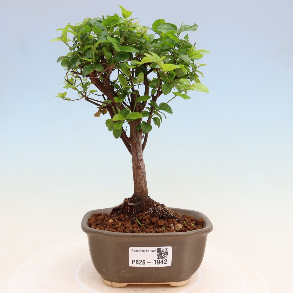 Bonsaï de chambre - Sageretia thea - Sageretia thea