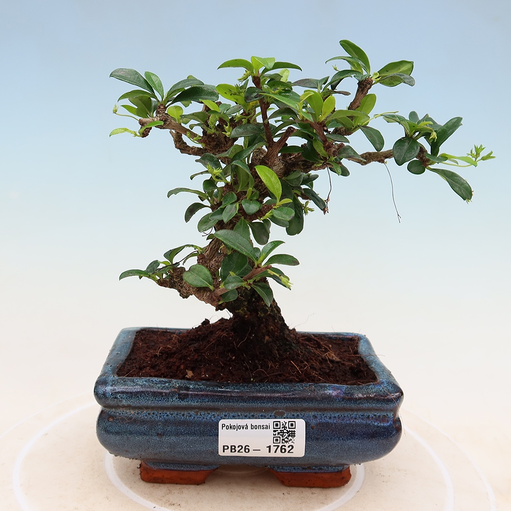 Bonsaï de chambre - Carmona macrophylla - Tea fuki