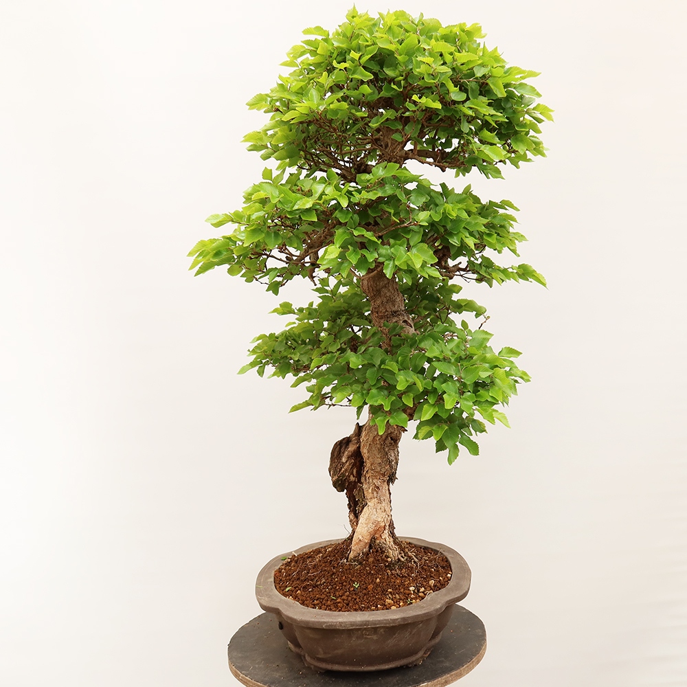 Bonsaï d'extérieur -Carpinus Coreana - Charme de Corée
