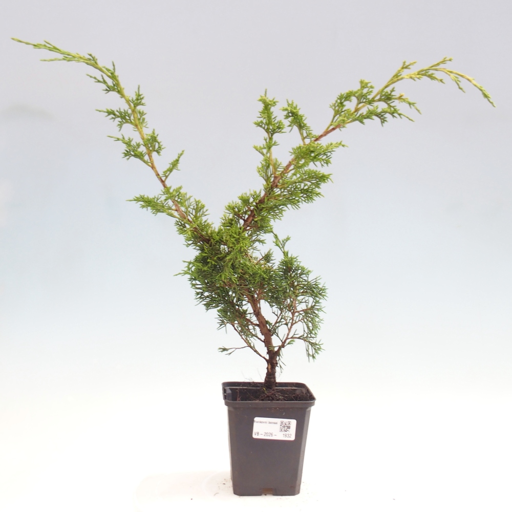 Bonsaï d'extérieur - Juniperus chinensis Itoigawa