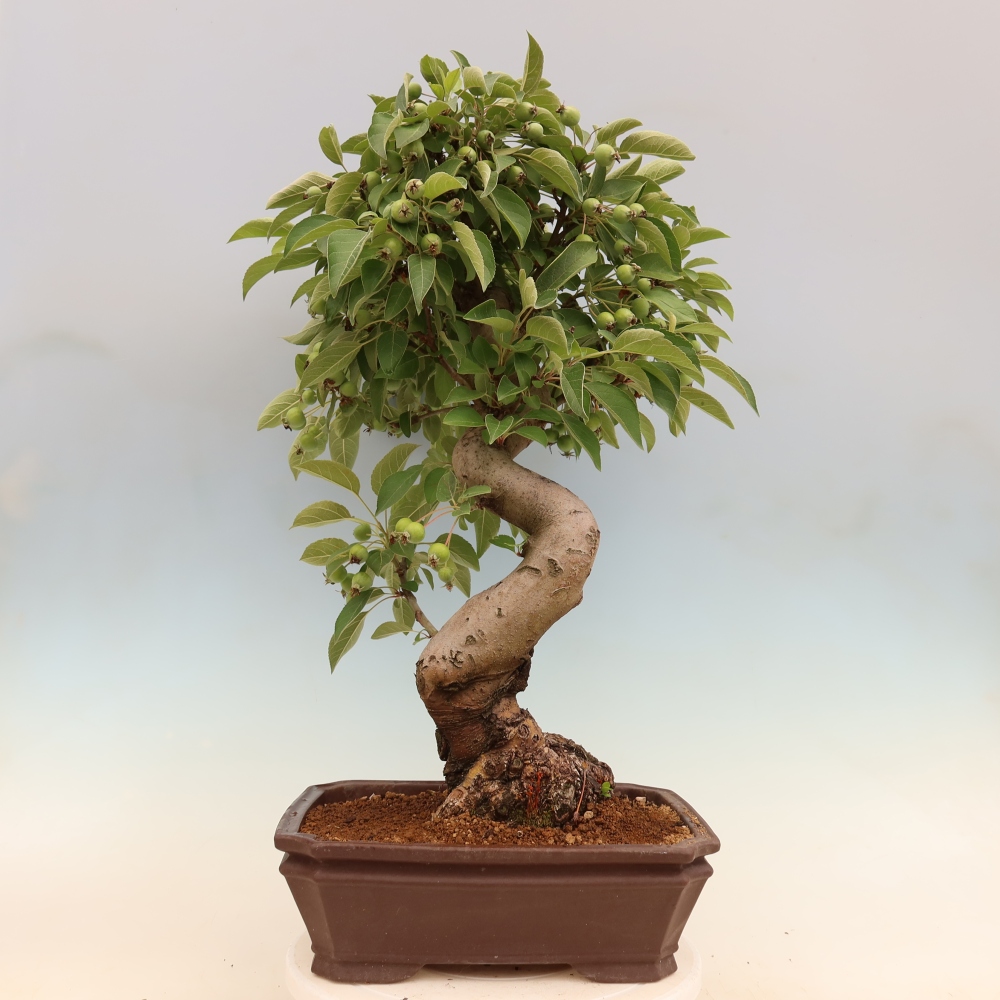 Bonsaï d'extérieur -Malus halliana - Pommier à petits fruits