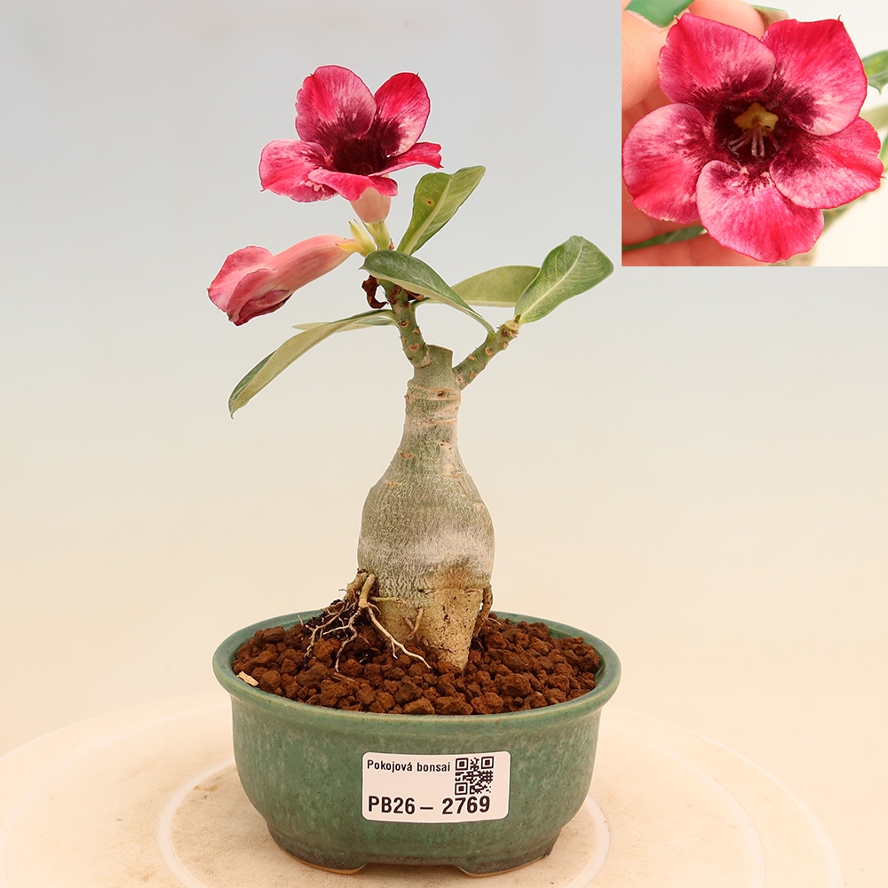 Bonsaï d'intérieur - Adenium obesum greffé « Mumbai Pink Diamond »  - Rose du désert