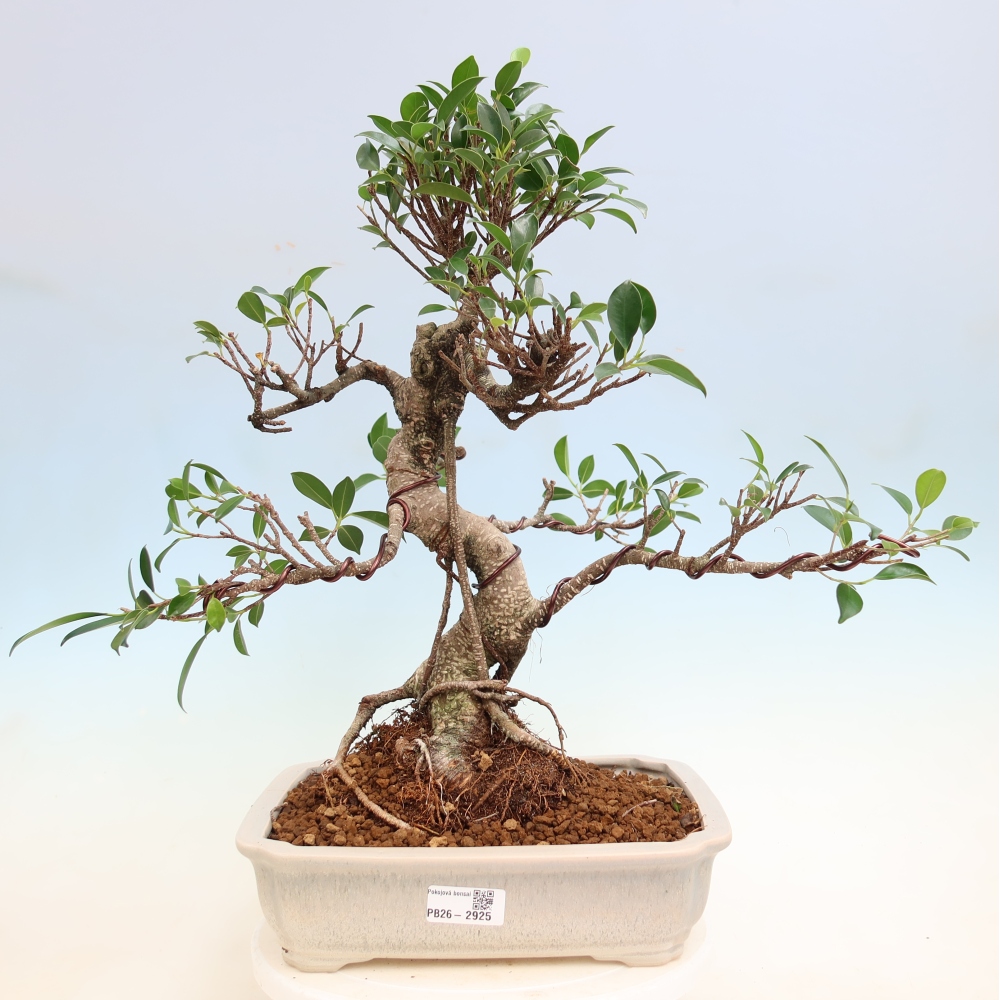 Salle bonsaï - Ficus kimmen - ficus à petites feuilles