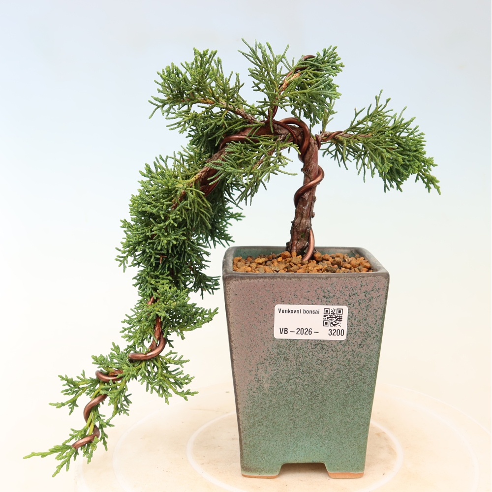 Bonsaï d'extérieur - Juniperus chinensis Kishu