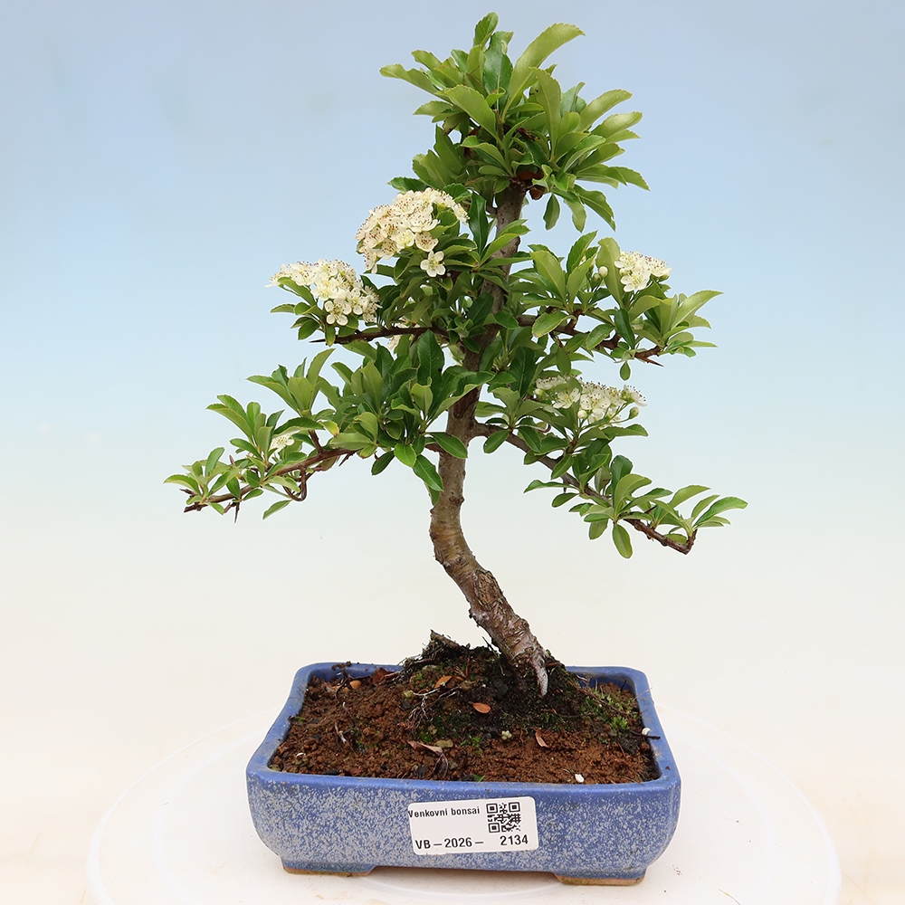 Bonsaï d'extérieur - Pyracantha teton - Pyracantha