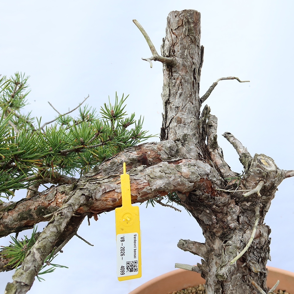 Pinus sylvestris Espagne - pin sylvestre