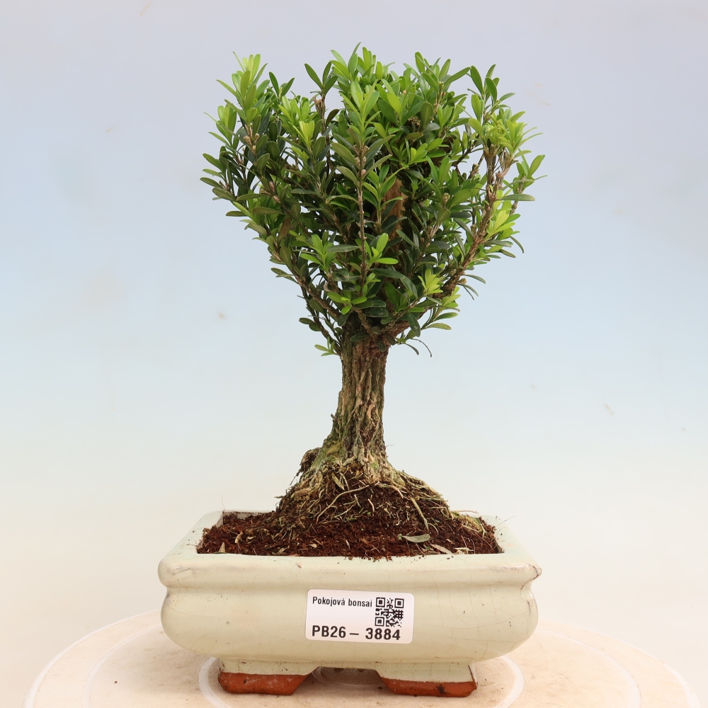 Bonsaï de chambre - Buxus harlandii - buxus liège