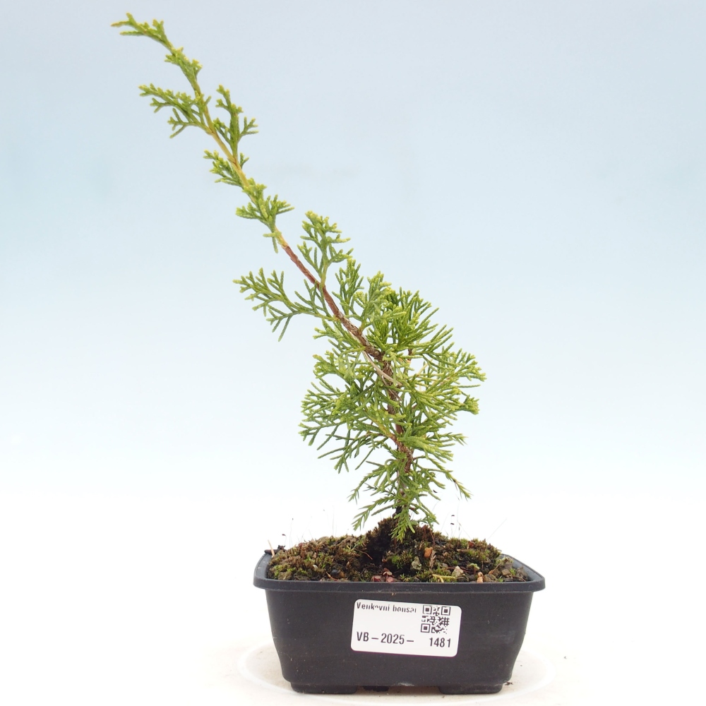 Bonsaï d'extérieur - Juniperus chinensis Itoigawa