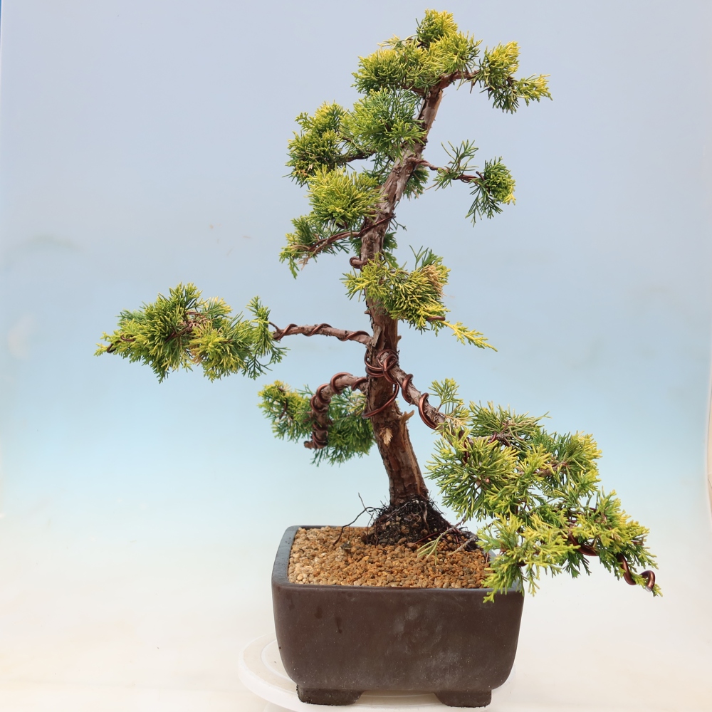 Bonsaï d'extérieur - Juniperus chinensis  aurea - Genévrier chinois doré