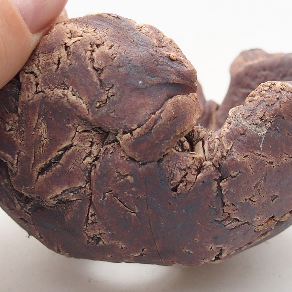 Coquille en céramique 10 x 9 x 5,5 cm , couleur marron