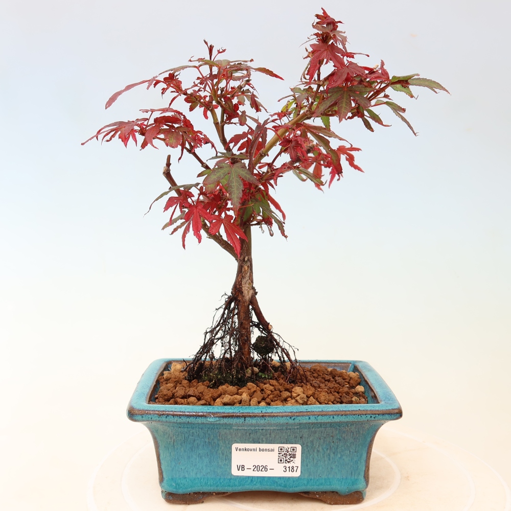 Bonsaï d'extérieur - Érable palmatum  - Acer palmatum Berry Broom 