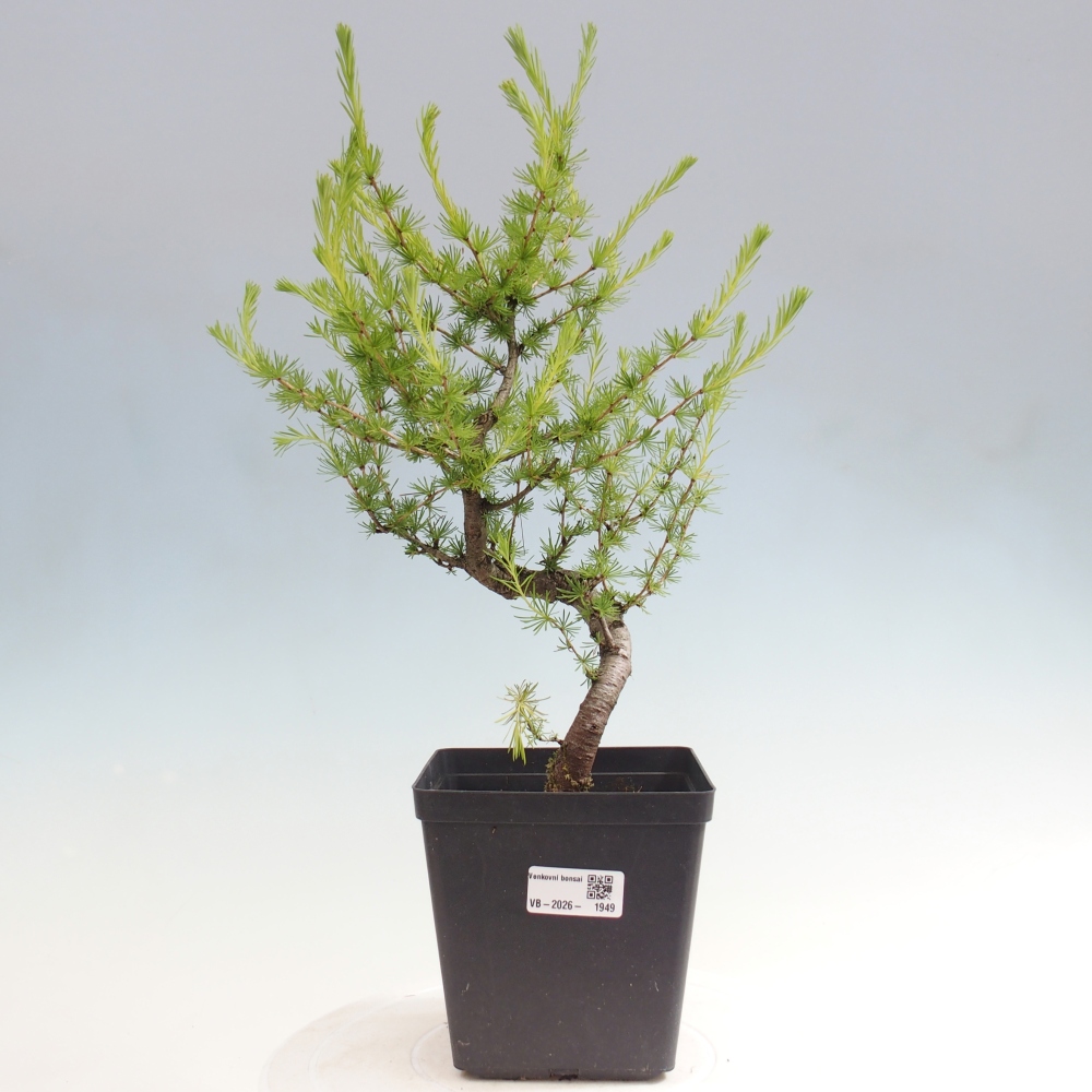 Bonsaï d'extérieur -Larix decidua - Mélèze