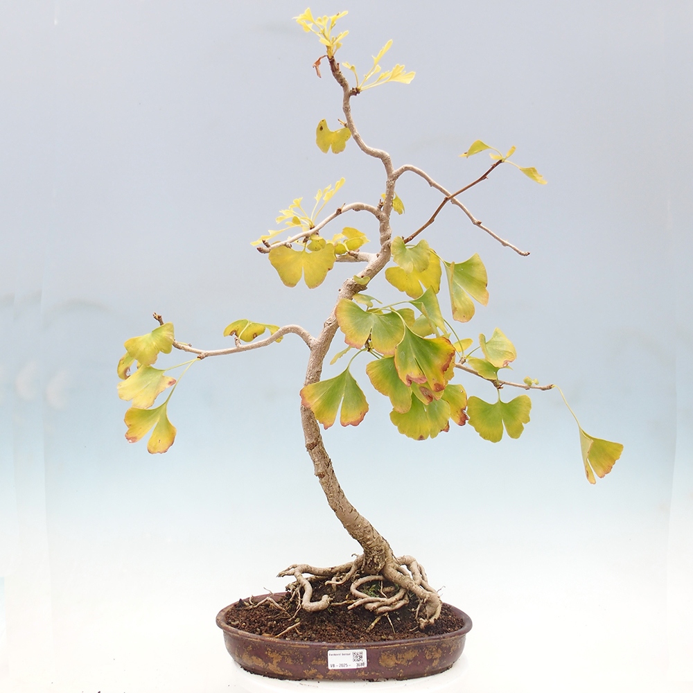 Bonsaïs d'extérieur - Ginkgo biloba - Ginkgo biloba