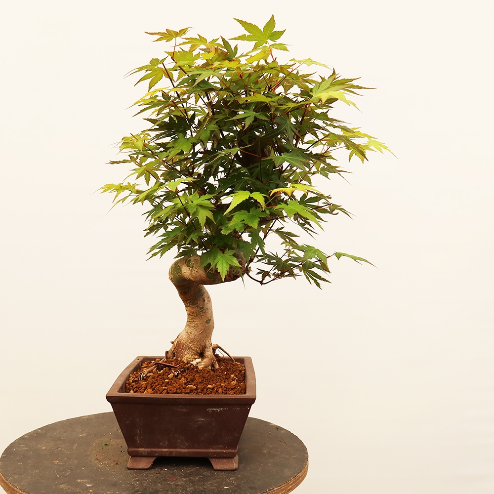 Bonsaïs d'extérieur - Maple palmatum - Palmiers