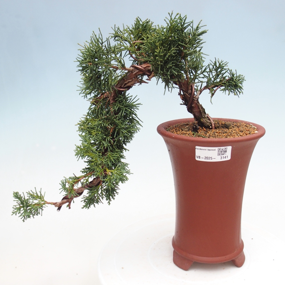Bonsaï d'extérieur - Juniperus chinensis Kishu