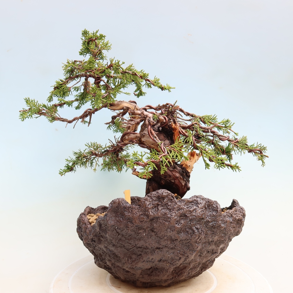 Bonsaï d'extérieur - Juniperus chinensis Itoigawa-Juniperus chinensis
