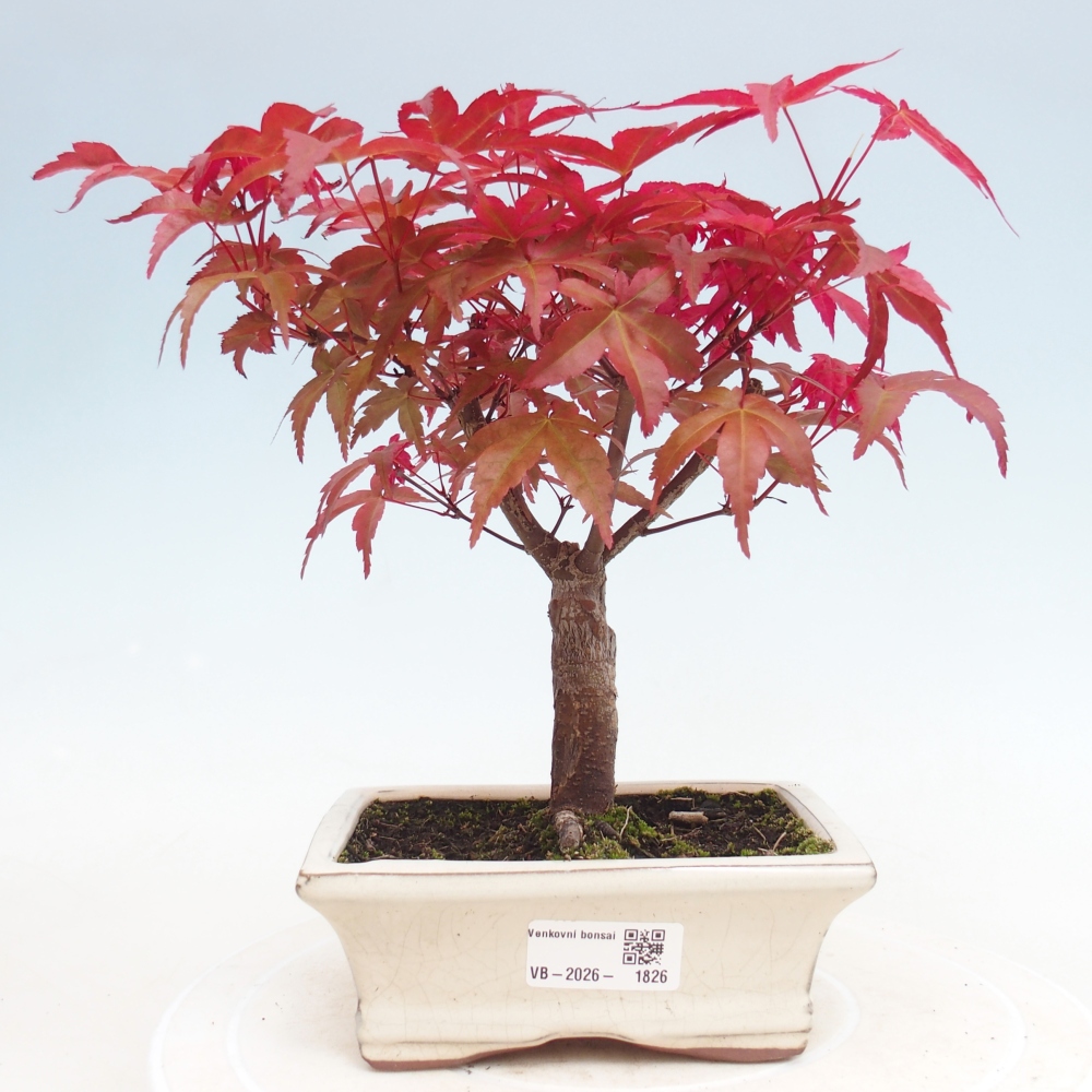 Bonsaï d'extérieur - Acer palmatum DESHOJO