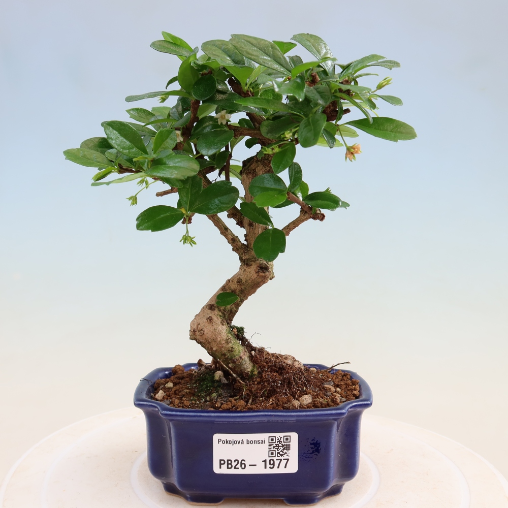 Bonsaï de chambre - Carmona macrophylla - Tea fuki