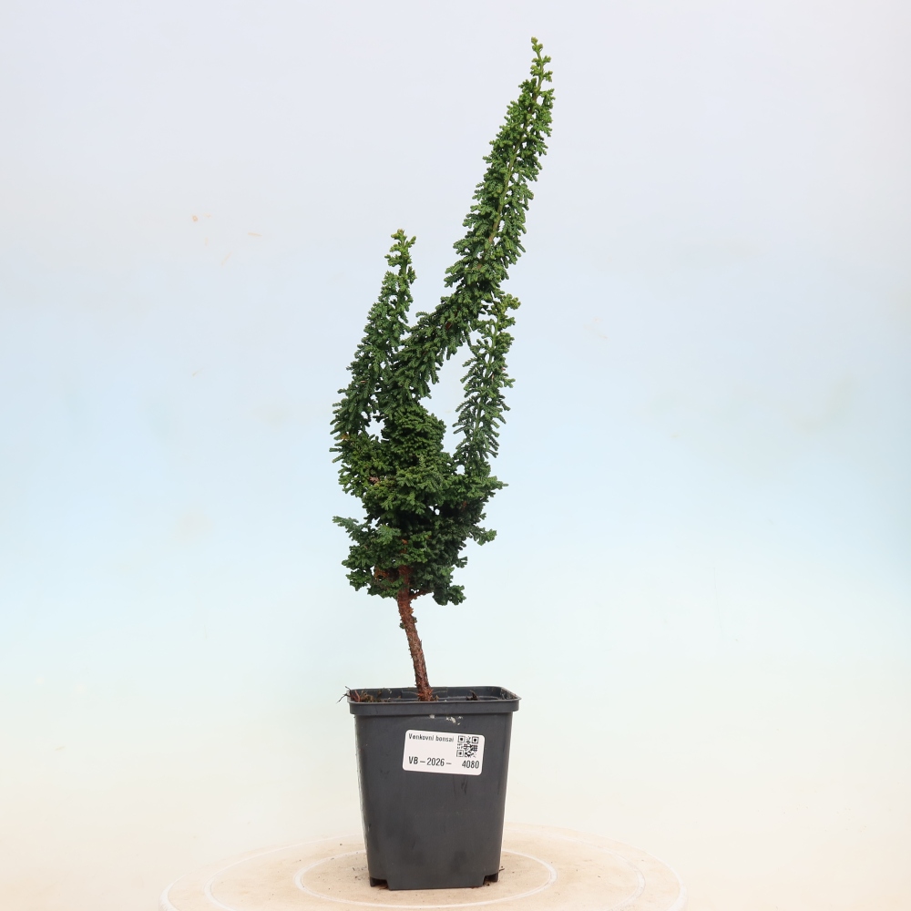 Bonsaï d'extérieur - Cham. obtusa SEKKA HINOKI - Cyprès